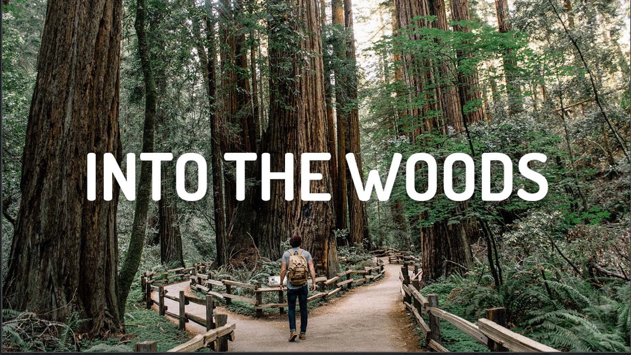 Into The Woods | Impressive songs you can listen to this occasion ~ Music Lab Playlist Into The Woods | Impressive songs you can listen to this occasion ~ Music Lab Playlist