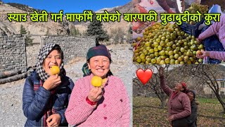 स्याउ खेति गर्न मार्फामा बसेको बारपाकी मेहेनेती जोडी ❤️|Meera Gurung New Vlog | Marfa village