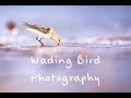 Wildlife Photography at the beach, wading birds at sunrise vs sunset...