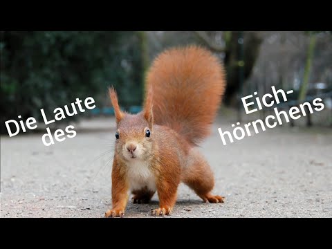 Video: Die Tierärzte Entwirrten Ein Gewirr Von Eichhörnchen, Die Ihre Schwänze Umschlangen - Alternative Ansicht