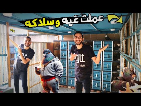 I Built A Pigeon Coop For Young Pigeons And A Cage For The Male Pigeons It Was A Real Hassle