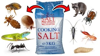 How To Get Rid of PESTS With SALT  Ants, Fleas, Lice, Ticks, Lizards, Maggots, Termites, Raccoons..