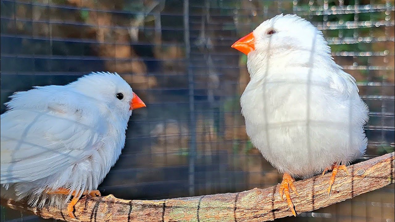 Sound of small white zebra finch singing sweetly to each other. They have such wonderful songs.