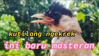 masteran kutilang ngekrek