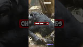 Why Chimpanzees Are the Smartest Animals in the World!
