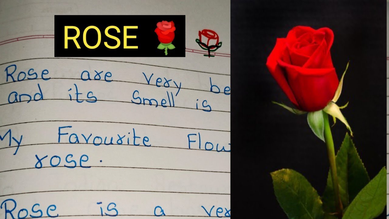 essay on rose flower for class 2 in urdu