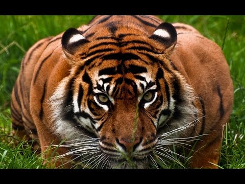 Video: Kako Izgleda Usssurski Tigar?