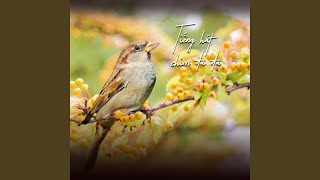 Download Lagu Chuyện Hai Mùa Chim Cúm Núm