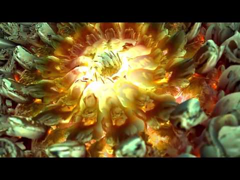 FRACTAL FLOWERS ❂ 3D Colorful Compilation ❂ #AAVFX