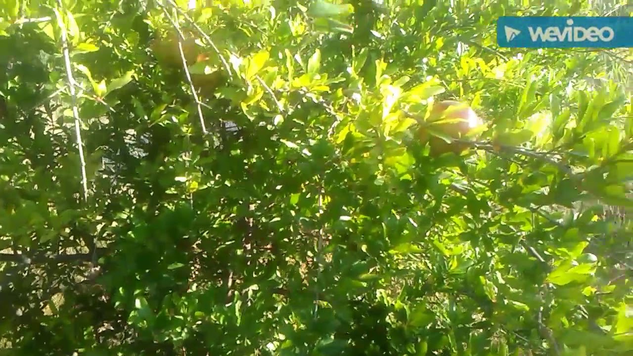 Nar Çiçeği Faydaları Nar Çiçeği Çayı Faydaları Nar Çiçeği Faydaları Nar Çiçeği Çayı Faydaları
