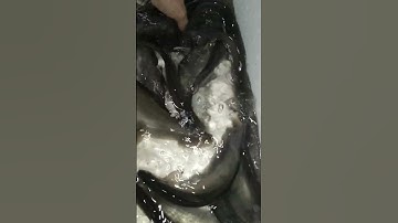 cá thác lác đồng