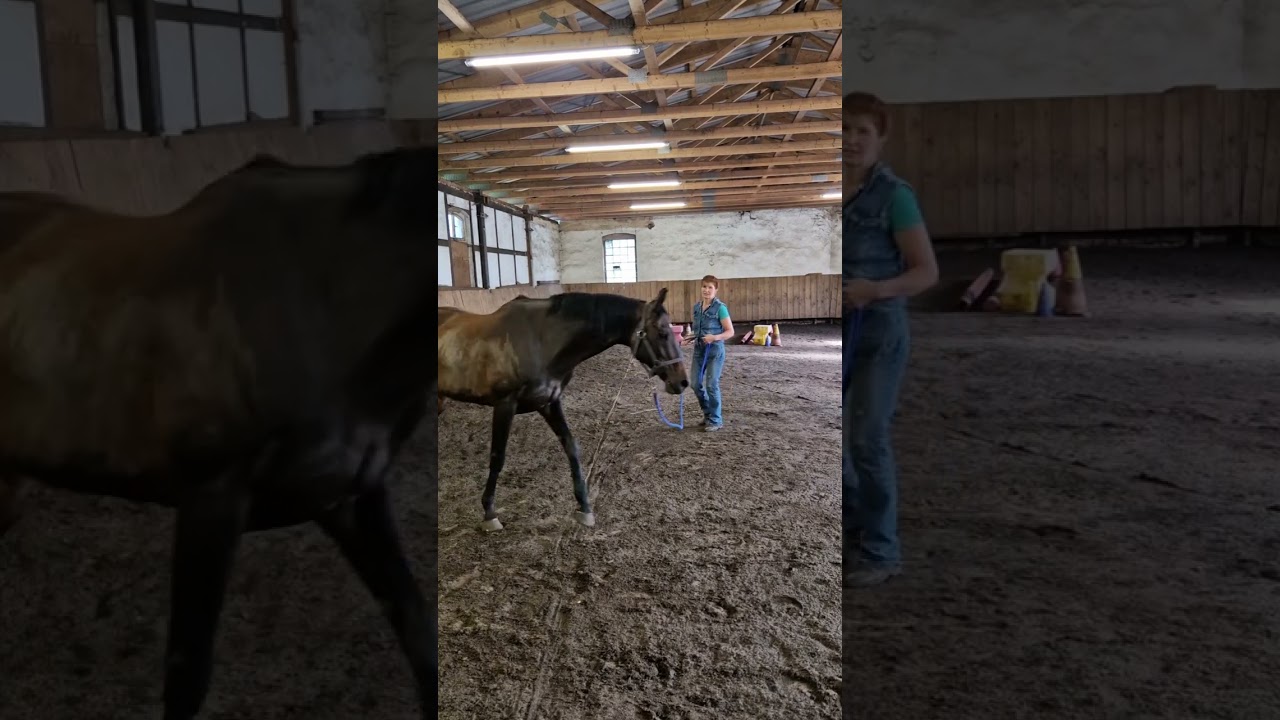 Wie bekomme ich mein Pferd beim Longieren motivierter?