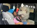 【デレ♡】待ち焦がれた４歳児が保育園から帰ってくるとおかえりの中をせがむ超大型犬、まさかの返しを受けます笑｜グレートピレニーズ&オールドイングリッシュシープドッグ&トイプードル