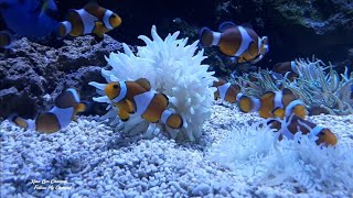 【旅游记】马六甲水族馆 ｜ Malacca The Shore Oceanarium