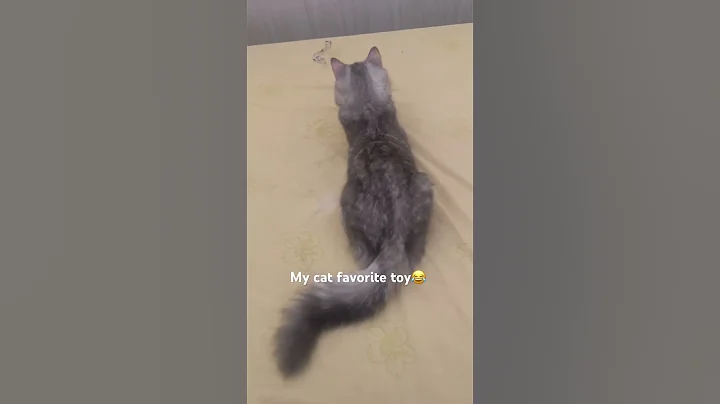 Video 5182621: mainecoon britishshorthair, tabby mainecoon, playing britishshorthair