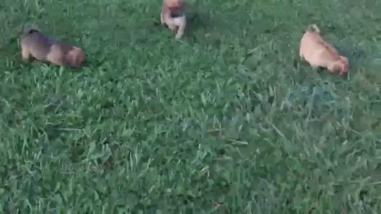 Puggle Puppies For Sale