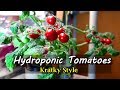 Growing Hydroponic Tomatoes Indoors Using the Kratky Method