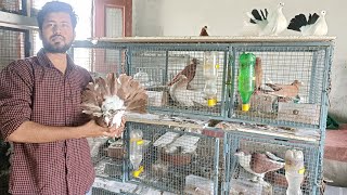 pigeon breeding progress || kabootar || fancy kabootar