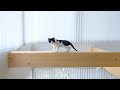 保護猫の子猫が梁に登って怖いのでDIYで対策してみた