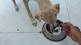 I Think I'm Spoiling My Diabetic Dog Nala 😅 - Takis Shelter
