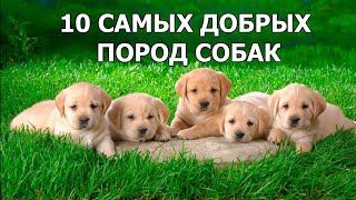Топ 10 самый добрых пород собак в мире! Топ 10 самый добрых пород собак в мире!