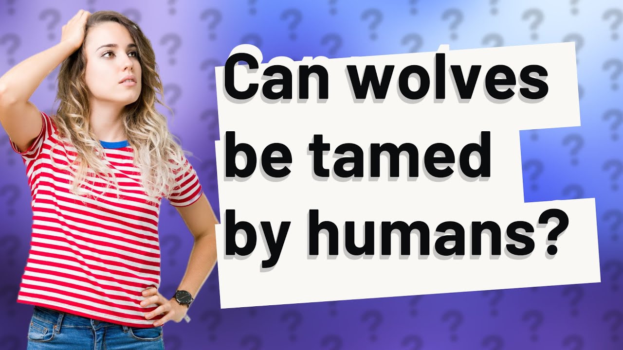 Can wolves be tamed by humans? - YouTube