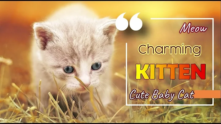 Watch the video about OMG Charming Cats and Kittens | Cute Baby Cats Meowing Compilation | So Many Cute & Funny Kittens