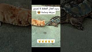 #ردود أفعال القطط لا تصدق سريعه وسلسة 😎