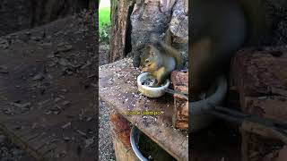 Ayuda a las ardillas a eliminar las garrapatas #animals
