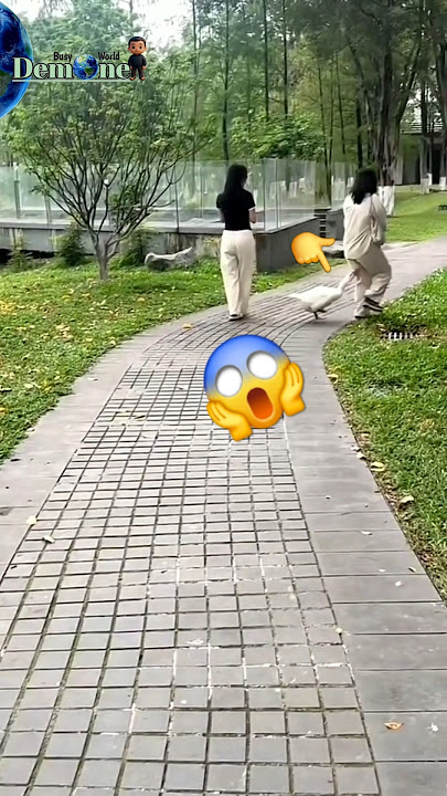 Wanita ini di kejar Angsa