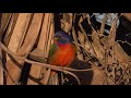 Male Painted Bunting in Florida