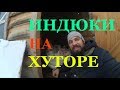 ВЫРАЩИВАНИЕ ИНДЮКОВ // МОЙ ОПЫТ // ЖИЗНЬ НА ХУТОРЕ