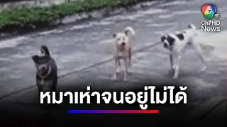 สาวสุดทน ! หมาล้อมบ้าน เห่าทั้งวันทั้งคืน จนอยู่ไม่ไหว | สนามข่าวเสาร์-อาทิตย์