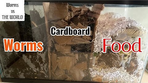 3 Chamber Worms/Cardboard/Food Scraps | 45 Day Time-Lapse Fast Playback