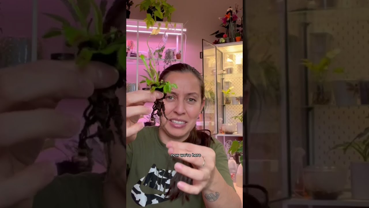 How To Repot Your Venus Fly Trap And Dormancy Venusflytrap Carnivorousplants Plantcare