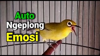 100 Effective Way To Raise The Emotions Of A Real Pleci Bird And Make It Sing Quickly