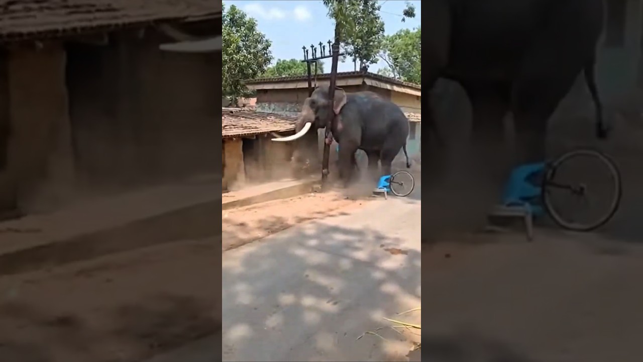 Wild Elephant Goes Berserk in Indian Village 😱 | Shocking Destruction Caught on Camera
