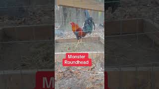 Pure Cowan Roundhead Rooster