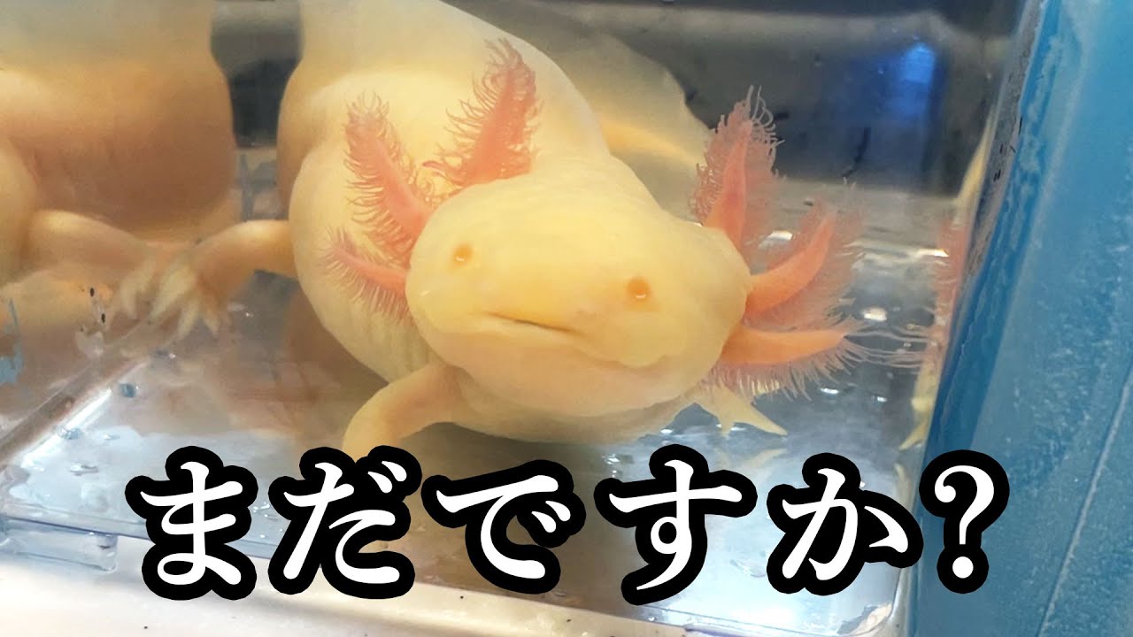 ご飯が待ちきれないウーパールーパーが可愛すぎたwww /飼育・飼い方 