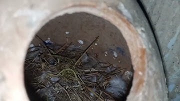 Java Breeding Finches Breeding Ki Koi Progress Nahi Arahi @Havenandhaven