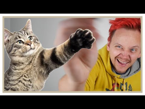 Video: Hur man flyttar säkert med katter