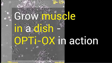 Sanger Institute - Grow Muscle and Brain in a dish: OPTi-OX in action