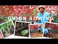 How to transplant Onion (پیاز) Nursery? Part 2