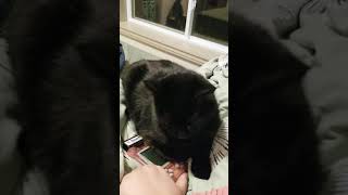 Ranzal And The Wonderswan