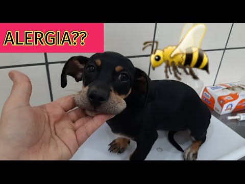 Vídeo: Os cães podem ser alérgicos a picadas de abelha?