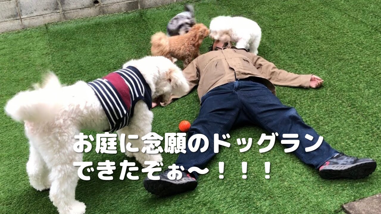 【お家の庭にドッグラン】ゴールデンドゥードル|ミニチュアシュナウザー|マルプー|人工芝