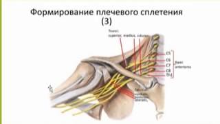 ПЛЕЧЕВОЕ СПЛЕТЕНИЕ ( ДЛИННЫЕ ВЕТВИ)