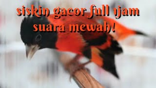 Red siskin gacor full 1jam untuk masteran !