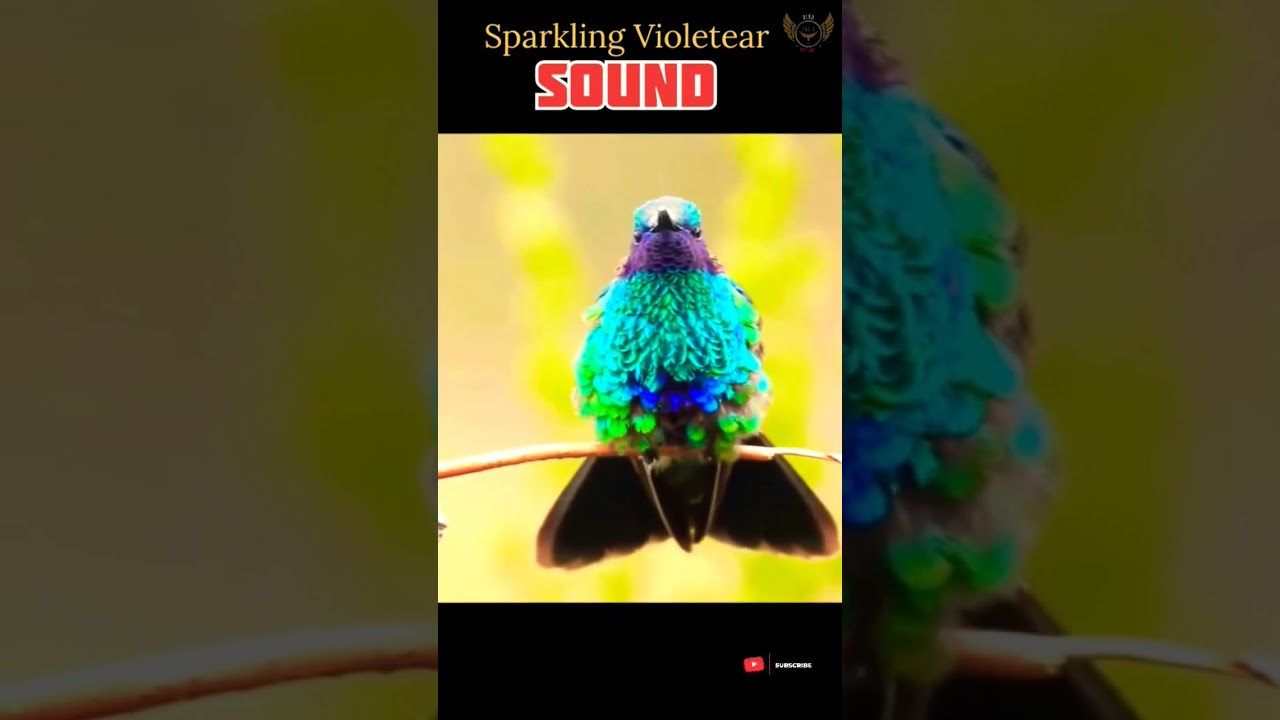 Sparkling Violetear Voice