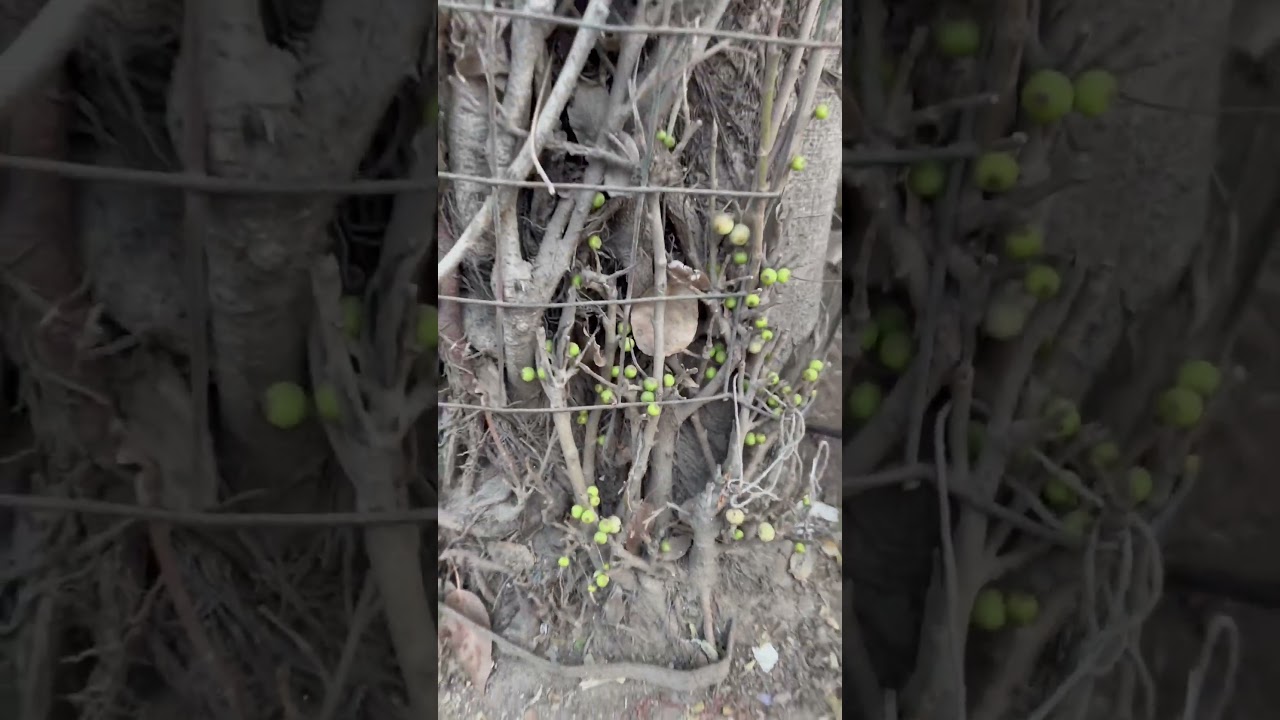 Why Am I Removing Tree Guards & Saving Trees in India? 🇮🇳🌳